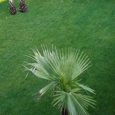 Bed & Breakfast Domus Porto Di Traiano